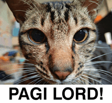 a close up of a cat 's face with the caption pagi lord