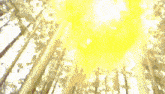 a painting of trees with the sun shining through