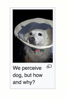Dog Perception GIF - Dog Perception Question GIFs