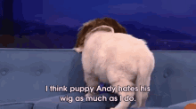 Puppy Conan! GIF - Puppy Cute Wigs GIFs