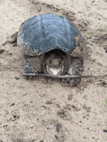 Turtle Happy GIF - Turtle Happy Snapping Turtle GIFs