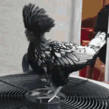 Blowing Bird GIF - Blowing Bird Funny Bird GIFs