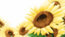 a bunch of sunflowers on a white background with a green stem