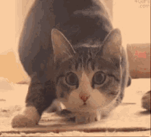 Cat Shaq GIF - Cat Shaq Wiggle GIFs
