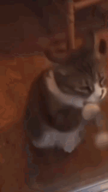 Cat Punch GIF - Cat Punch Ufc GIFs