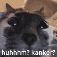 Kanker Cat GIF - Kanker Cat Uhm GIFs