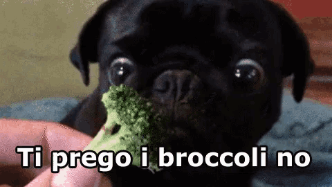 Pug eating clearance broccoli