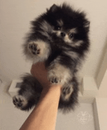 a person is holding a small black and white dog in their hand