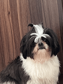 a black and white shih tzu dog with a ponytail
