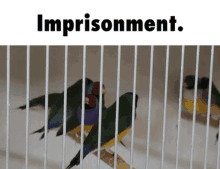 Imprisonment Parrot GIF - Imprisonment Prison Parrot GIFs
