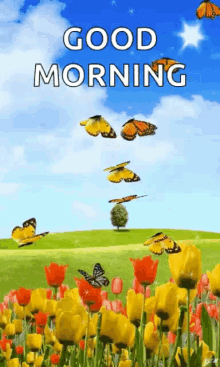 good morning butterflies good day fine weather