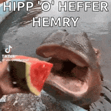 a hippopotamus is eating a slice of watermelon .