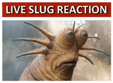 Live Slug Reaction GIF