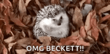 a hedgehog is laying in a pile of leaves and says `` omg beckett '' .