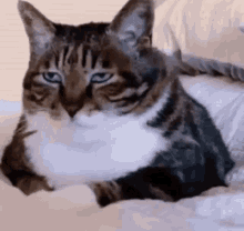 Bummed Cat Annoyed Cat GIF - Bummed Cat Annoyed Cat GIFs