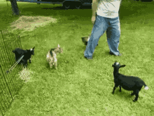 Fainting Goats GIFs | Tenor