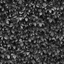 a black and white photo of leaves with eyes in the background