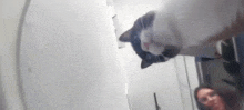 Charlie Silly GIF - Charlie Silly Silly Cat GIFs