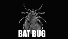 Bat Bug GIF - Bat Bug GIFs