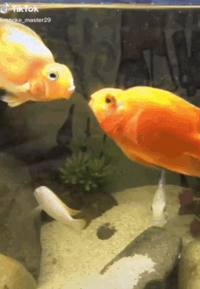 Fish Kissing GIF