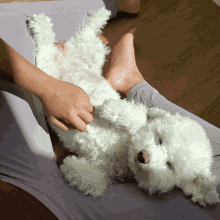 Mishu Dog Belly GIF