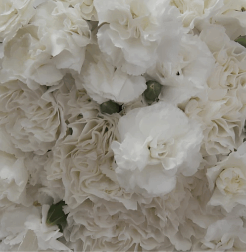 White Carnations GIF - White carnations - Discover & Share GIFs