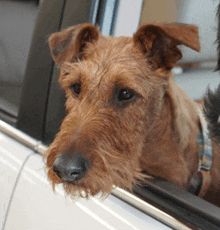 Irish Terriers Terrier GIF