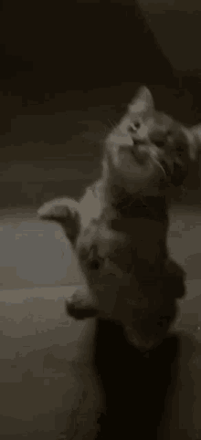Melkaya Offofof GIF - Melkaya Offofof Cat GIFs
