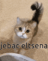 Uwu Cute-cat GIF - Uwu Cute-cat Eltsen GIFs