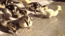 Ducks Getting A Sip Of Water GIF