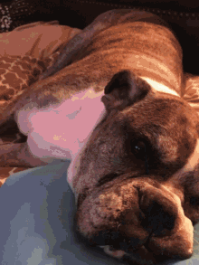 Boxer Dogs GIF - Boxer Dogs Puppy GIFs
