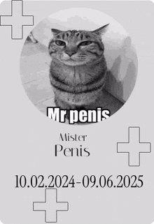 a picture of a cat with the words mr penis mister penis