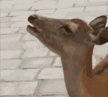 Ahhhh Deer GIF