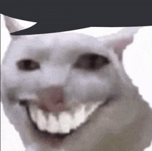 a close up of a cat 's face with a big smile on it 's face .
