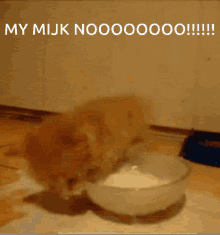 Milk No GIF - Milk No Cat GIFs