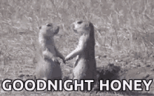 Goodnight Honey GIF - Goodnight Honey Squirrel GIFs