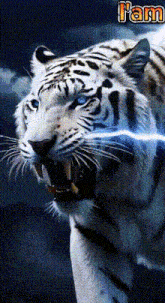 a close up of a white tiger with blue eyes and the word l' am on the bottom right