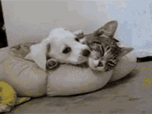 Cachorro E Gatinho Só No Chamego GIF - Cat Dog Play GIFs