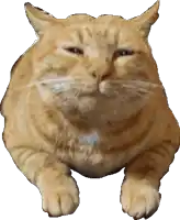 a close up of a cat with a tag on its neck