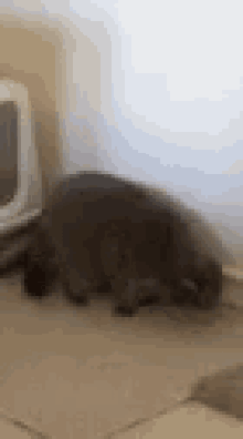 Furball Cat GIF - Furball Cat Funny Animals GIFs