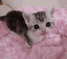 Kitty Cute GIF - Kitty Cute Adorable GIFs