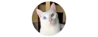 a white cat with two different colored eyes