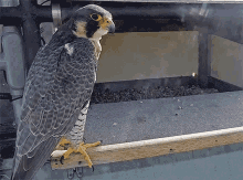 Peregrine Falcon Cam GIF - Peregrine Falcon Cam Tower GIFs