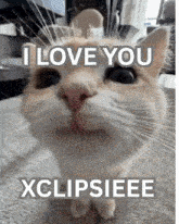a cat with the words i love you xclipsieee above it