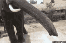 Picture Grabs Phone GIF - Picture Grabs Phone Elephant GIFs