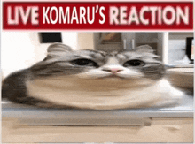 My Honest Reaction Live Komaru Reaction GIF - My Honest Reaction Live Komaru Reaction Komaru Cat GIFs