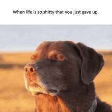 a brown dog with its eyes closed and a caption that says when life is so shitty that you just gave up