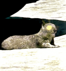 a close up of a seal laying on a sandy beach