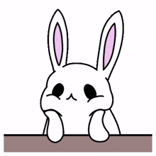 rabbit bunny white lovely wink