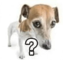 a brown and white dog is standing next to a question mark on a white background .